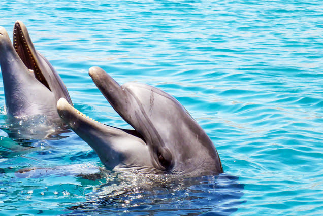 Dolphin SHOW