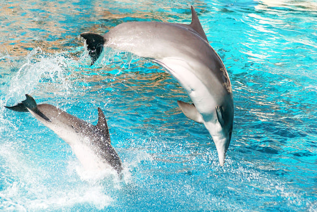 Dolphin SHOW