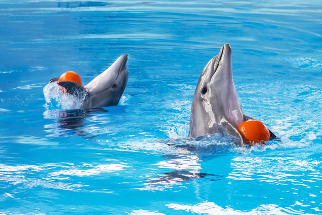 Dolphin Show